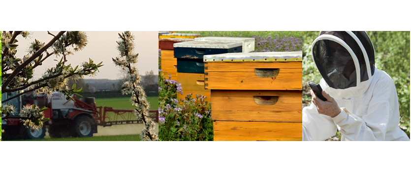Bee.Watch