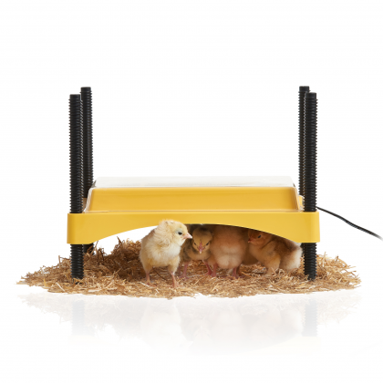 EcoGlow Safety 600 Chick Brooder