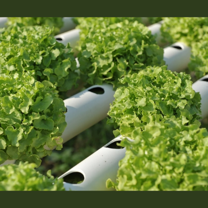 Plastic Extrusion Products for Horticulture, Agriculture & Hydroponics