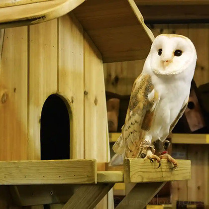 Flyte Barn Owl Box