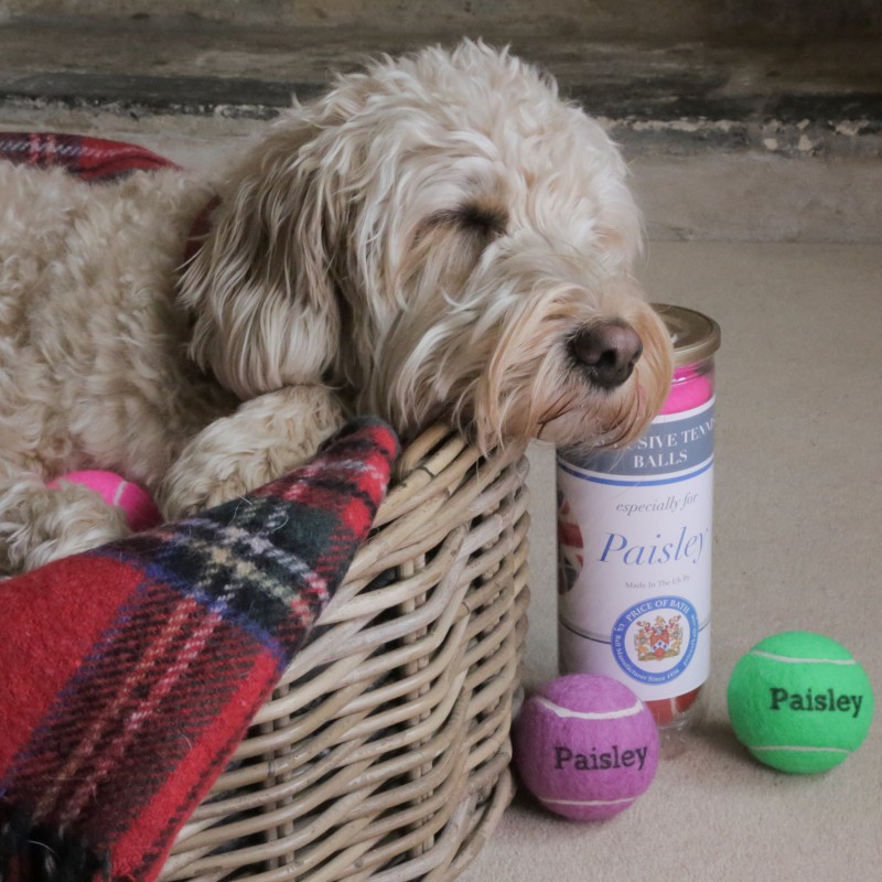 Personalised tennis outlet balls for dogs