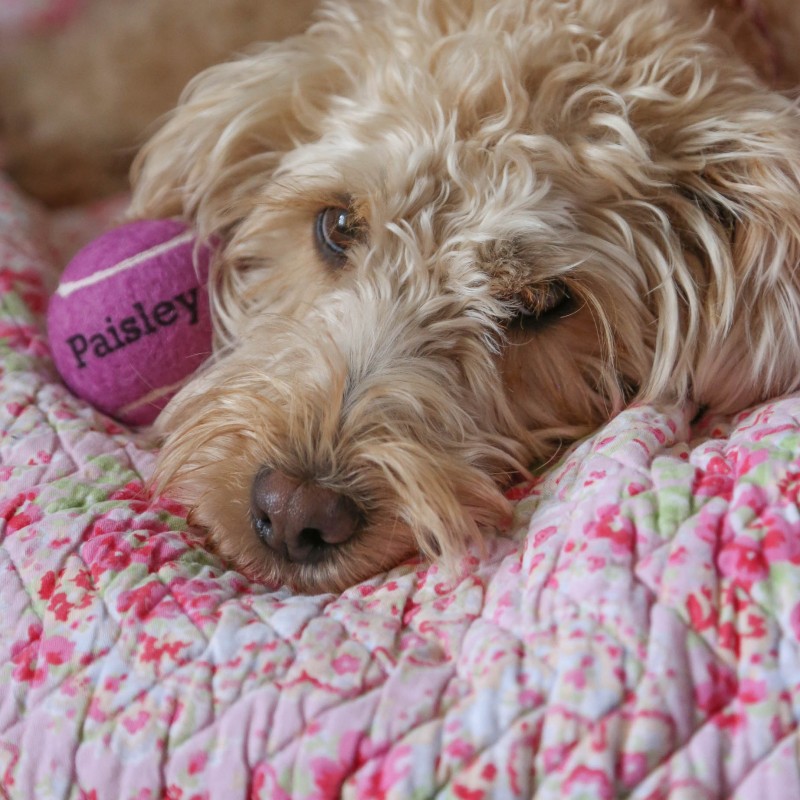 Personalised tennis on sale balls for dogs